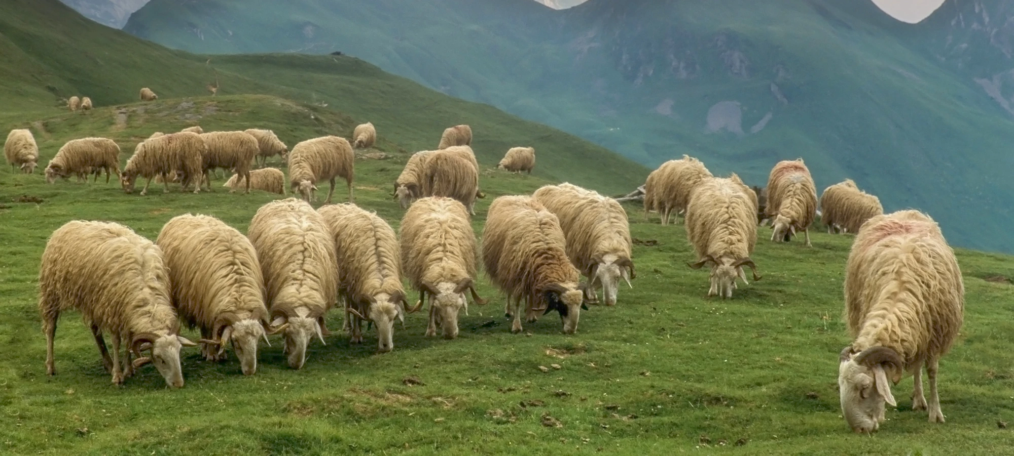 brebis pyrenees