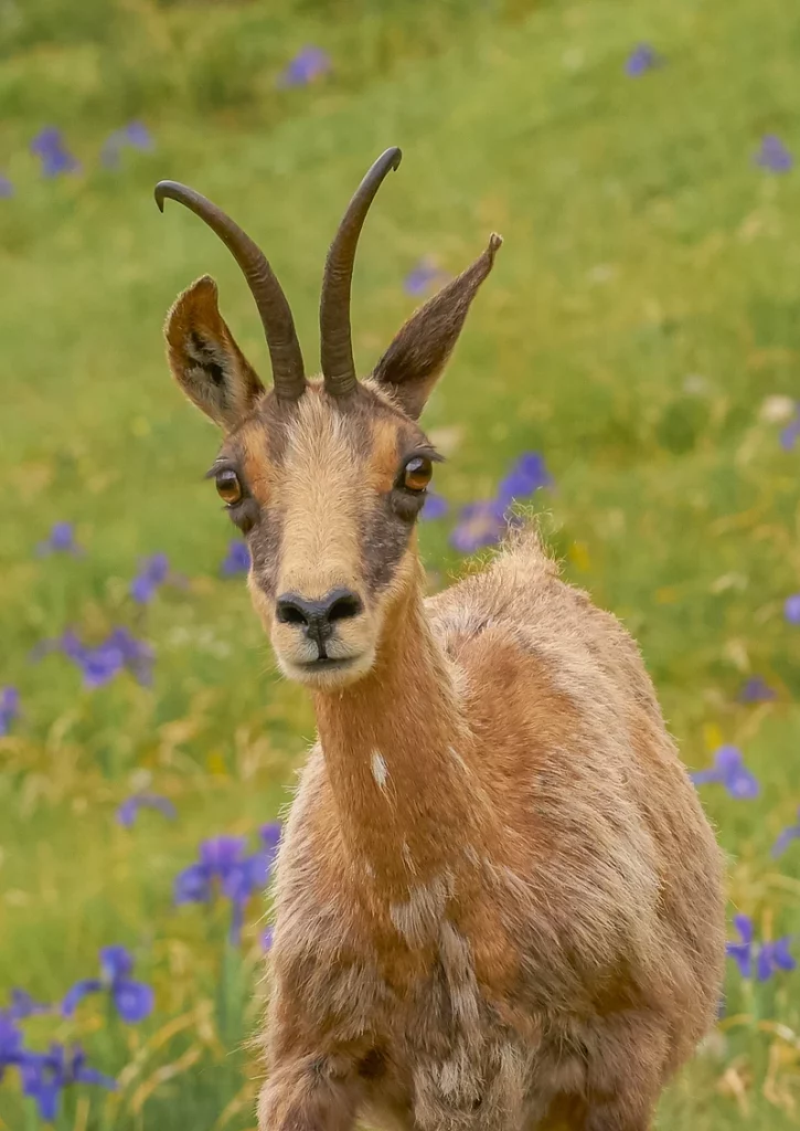 izards pyrenees