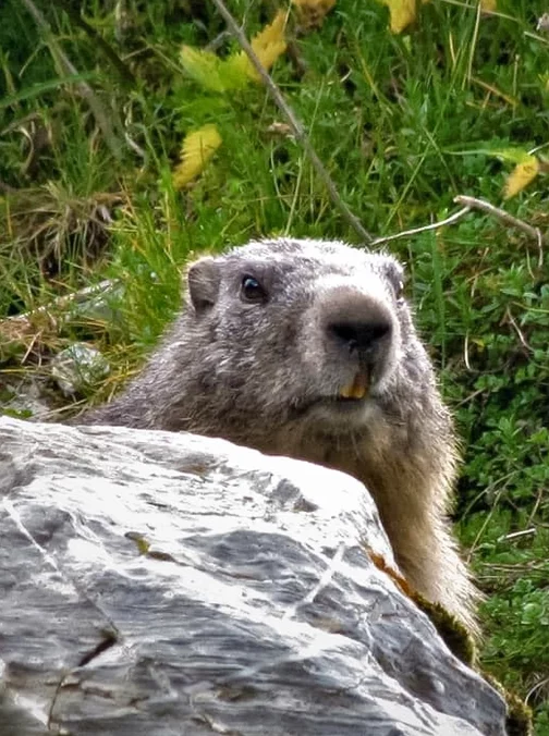 marmotte pyrénées